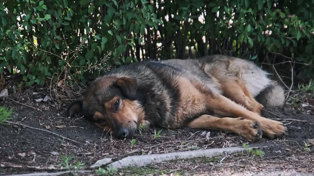 A macro shot details the sleeping face and textured fur of a homeless dog resting on the ground. The shallow depth of field highlights the peaceful state of the animal amidst an urban environment.