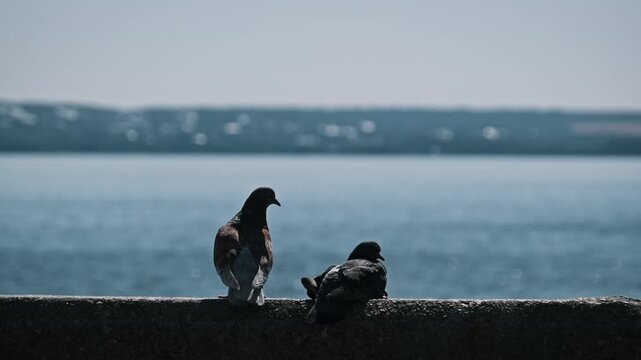 A pair of pigeons sits on a concrete wall preening their feathers against a shimmering water background. The peaceful rear view highlights natural avian grooming habits.