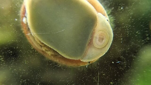 Gros plan sur un escargot dans un aquarium.