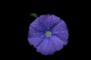 Naklejka premium violet flower isolated on black