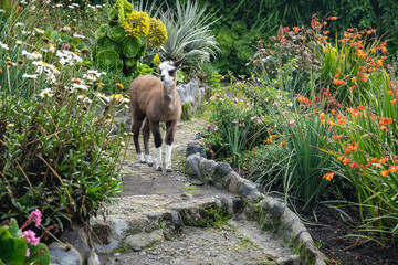 Obraz premium Baby llama on a path at an ecolodge near Cotopaxi National Park, in Ecuador