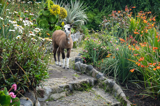 Baby llama on a path at an ecolodge near Cotopaxi National Park, in Ecuador