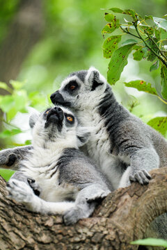 A pair of ring-tailed lemurs cuddling together in the tree