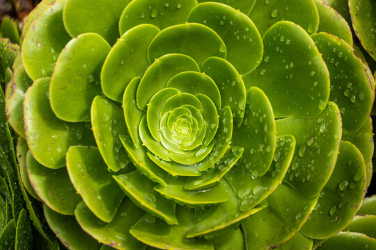 Cabbage succulent at an ecolodge near Cotopaxi National Park, in Ecuador