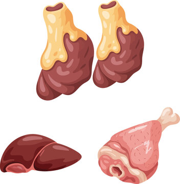 Raw meat collection featuring beef liver and poultry leg pieces illustration.