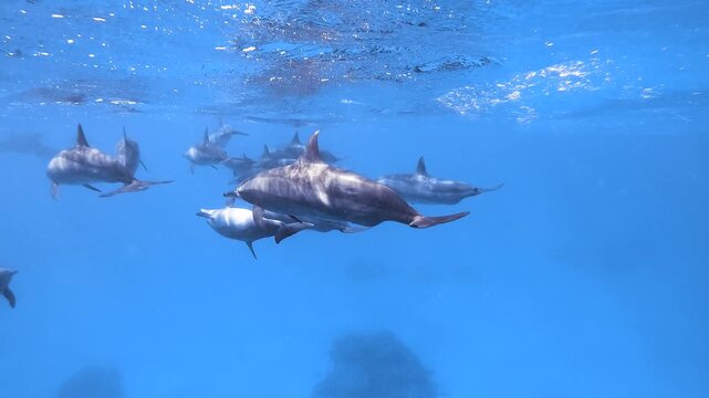 Slow motion video of a pod of spinner dolphins swimming through crystal clear blue water in the Red Sea, Egypt.