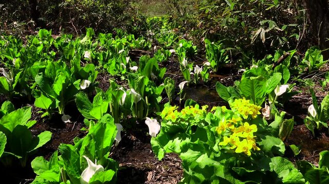 レクの森（小沼）のミズバショウ