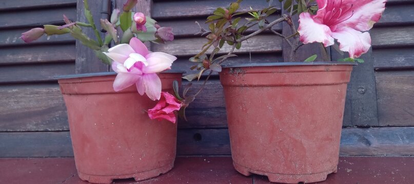 flowers in a pot
