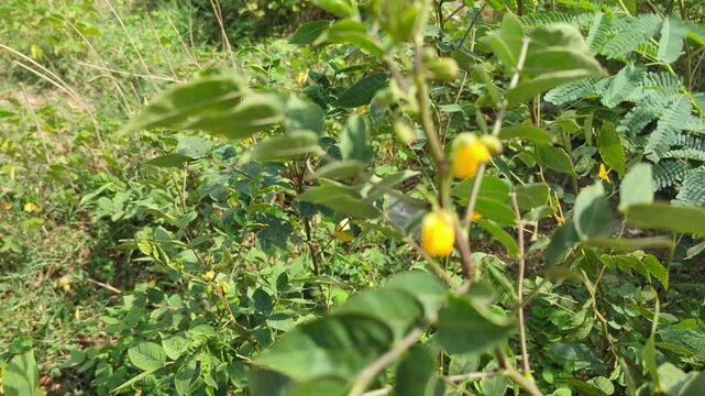yellow flower on the tree