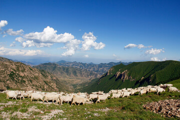Fototapeta premium Sheep Herd Grazing on Mountain Slope Under Clear Blue Sky