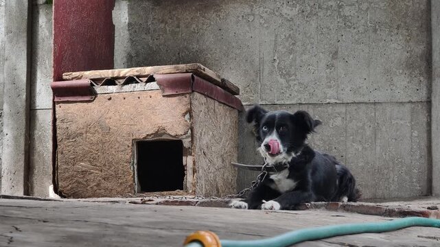 A low angle shot captures a black and white watchdog with a blue eye lying chained next to a homemade kennel. The concrete wall background emphasizes the stark outdoor conditions.