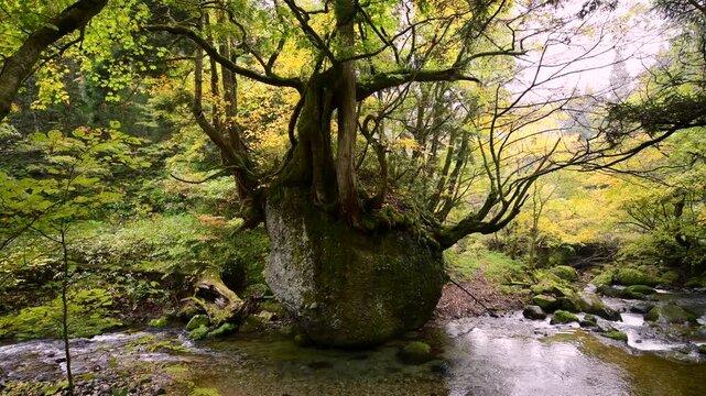 ネコバリ岩と馬場目川の紅葉