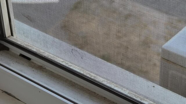 A close-up pan shot of black mold and grime accumulated on a dirty white vinyl window sill and track. Concept of home maintenance, poor indoor air quality, allergies, and deep cleaning.