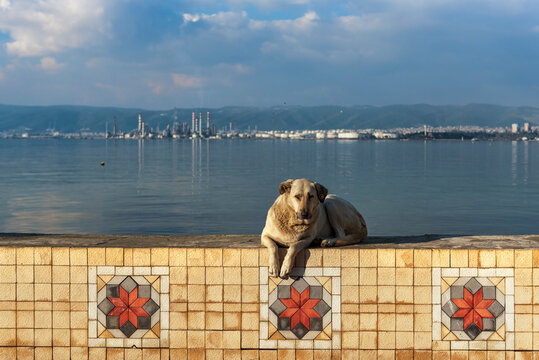  A stray dog resting on a tiled waterfront wall overlooking the sea in Kocaeli, Turkey.
