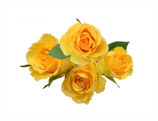 Naklejka premium Yellow rose flowers isolated on white