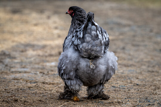 A large grey, black and white feathered Cochin chicken walking away in a grassy pasture. The domestic chicken has large, excessive plumage and feathered legs. Known as a blue hen.