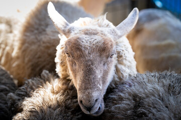 A close-up of the head of a sheep with its white face, pointy ears, long snout, and big eyes among the woolly bodies of other sheep. The animal is cloaked in a thick fleece from the flock of sheep. © Dolores  Harvey