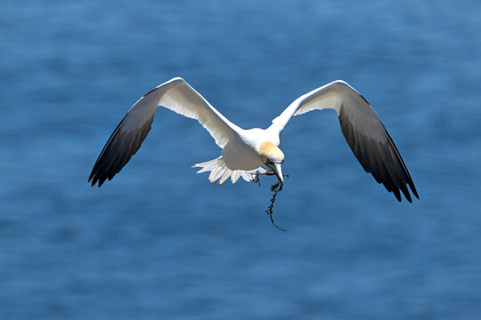 An adult gannet flying through the air over the blue ocean. The seabird has a yellow head, a long, thin neck, long white wings with black tips, and a long black tail. It has blue eyes and a long bill.