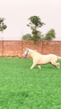 Beautiful white stallion running across the lush green field during a sunny afternoon session captured in this dynamic motion video clip showcasing the elegant animal galloping with power and grace wh