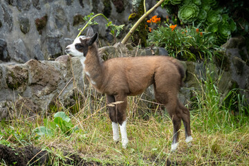 Obraz premium Baby llama at an ecolodge near Cotopaxi National Park, in Ecuador