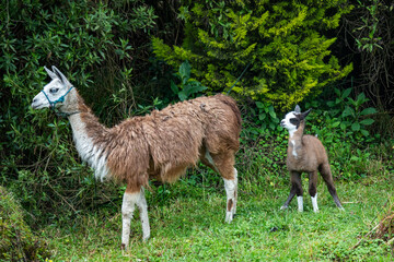 Obraz premium Baby llama with its mother at an ecolodge near Cotopaxi National Park, in Ecuador