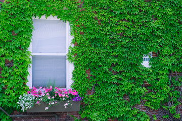 Fototapeta premium Brick wall covered in green ivy with a window, flower box, beautiful street view.