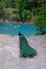 Obraz premium Vibrant peacock with turquoise canyon waters in background, Göynük Canyon National Park, Antalya, Turkey