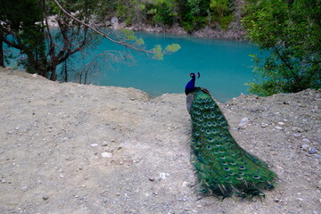 Obraz premium Vibrant peacock with turquoise canyon waters in background, Göynük Canyon National Park, Antalya, Turkey