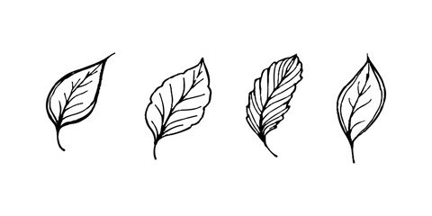 Set of four hand drawn botanical leaf sketches line art © Md