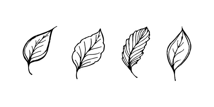 Set of four hand drawn botanical leaf sketches line art