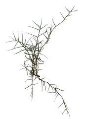 Fototapeta premium Thorny wild gorse plant stem with sharp spines as isolated element