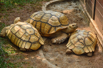 Obraz premium turtle on a rock