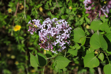 Fototapeta premium Close-up of Blooming Light Purple Lilac Blossoms on a Branch