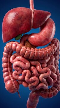 Human digestive system anatomical 3D model. Suitable for medical education, healthcare training, biology presentation, and scientific documentary.