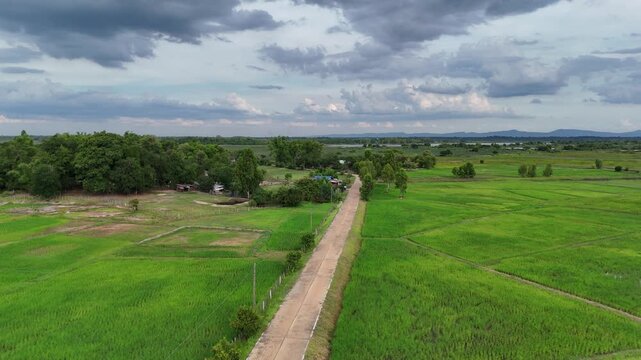 Drone view of a concrete road slicing through green rice fields to a lakeside village by Nong Han, Thailand.