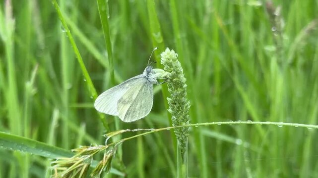 Cryptic Wood White butterfly close up found in Ireland feeding on flowers on grass similar to cabbage white UK 4K