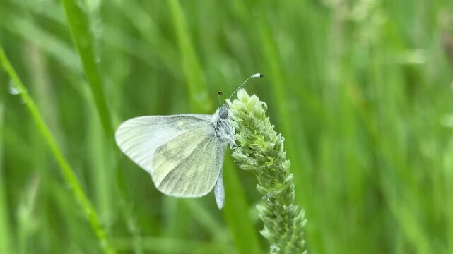 Cryptic Wood White butterfly close up found in Ireland feeding on flowers on grass similar to cabbage white UK 4K