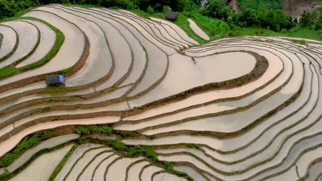 Hmong farmers prepare their fields and plant rice on terraced fields . Photo taken in Tuyen Quang on June 20, 2026
