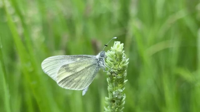 Cryptic wood white butterfly close up on grass found in Northern Ireland UK 4K