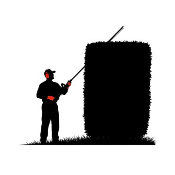 Professional gardener trimming a tall hedge with power tools