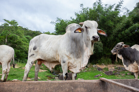 Boi Nelore imponente em p&eacute; ao lado de um cocho em pastagem de fazenda