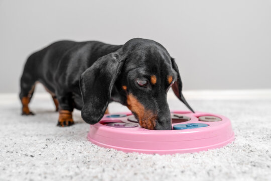 Black and brown dachshund dog intently investigating a pink circular puzzle toy on a grey carpet, intelligent pet training concept.