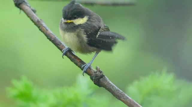 Close-up of a cute fluffy fledgling songbird perched on a thin tree branch against a blurred green nature background