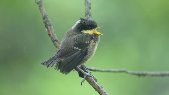 Close-up side profile of a cute fluffy fledgling songbird perching on a wet tree branch during light rain against a blurred green background