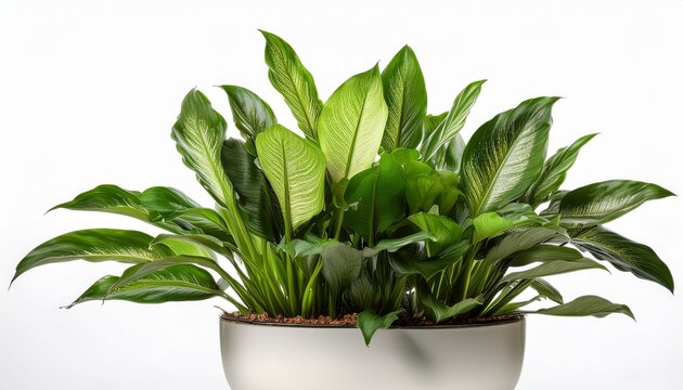 Asplenium Nidus Isolated On White Background