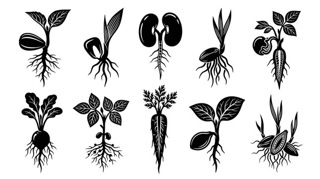 Agriculture  Botany: Black  White Glyph Icons of Plant Germination, Seedlings, Roots, and Growth Stages