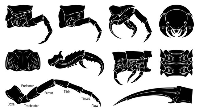 Black and White Insect Anatomy and Parts Vector Illustration Set