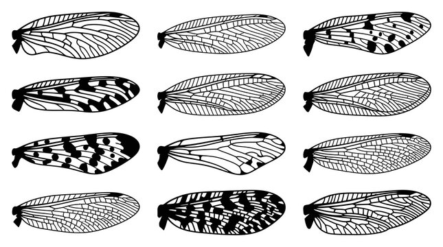 Black and White Line Art of Insect Wings, Entomology Vector Illustration
