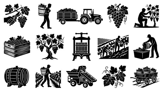 Viticulture and Winemaking Black Silhouette Vector Icons. Grape Harvest and Production Process Glyph Set.