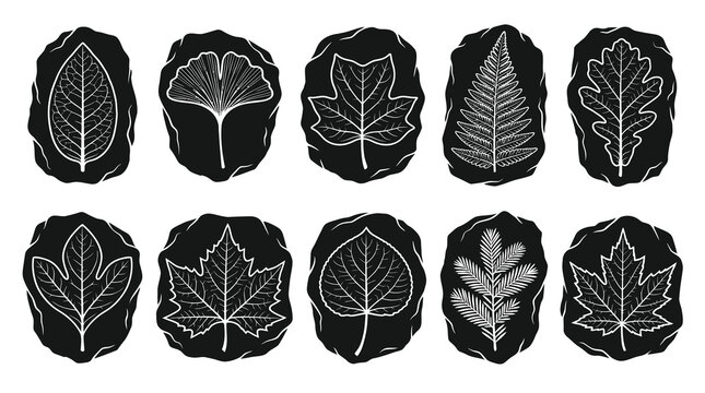 Set of Black and White Line Art Botanical Leaf Fossils - Nature and Paleontology Glyphs